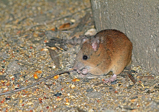 Fawn-footed mosaic-tailed rat (Melomys cervinipes) in Australia. Also known as fawn-footed melomys. stock-image by Agami/Pete Morris,