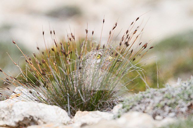 Eurasian Stone-Curlew - Triel - Burhinus oedicnemus ssp. saharae, Cyprus, adult stock-image by Agami/Ralph Martin,