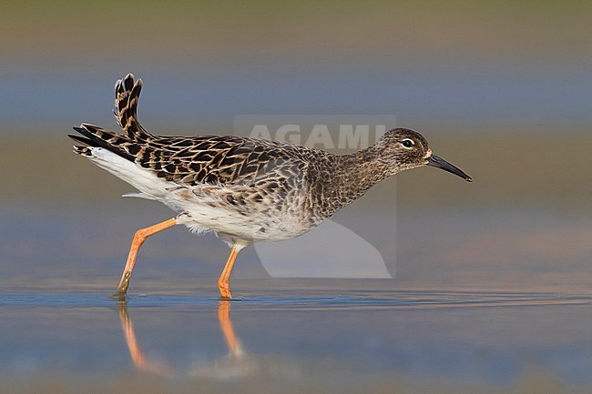Kemphaan; Ruff stock-image by Agami/Daniele Occhiato,