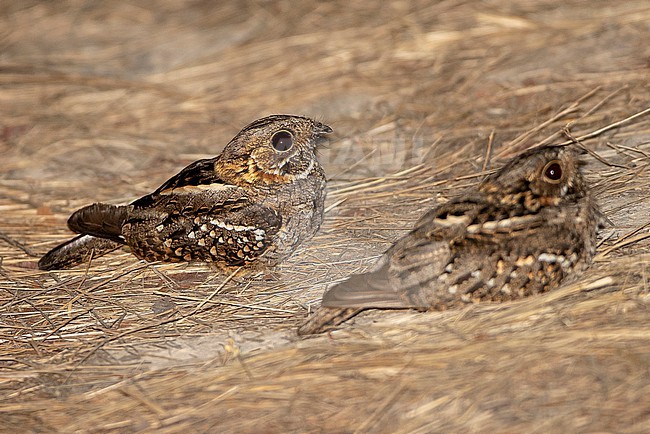 Little Nightjar (Setopagis parvula) in the Pantanal, Brazil. stock-image by Agami/David Monticelli,