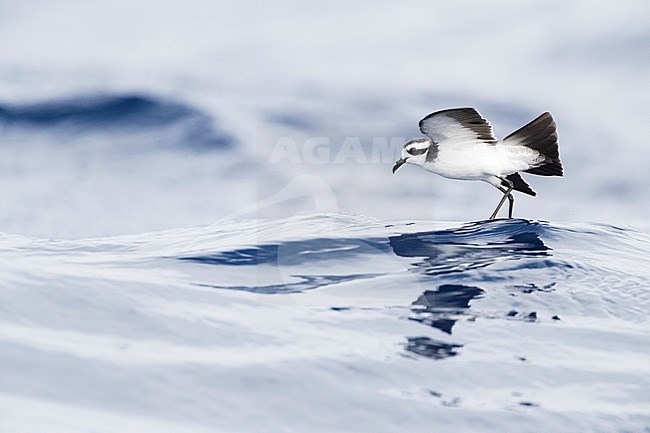 White-faced Storm-Petrel (Pelagodroma marina) foraging off Madeira islands stock-image by Agami/Marc Guyt,