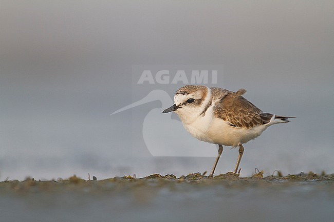 Kentish Plover - Seeregenpfeifer - Charadrius alexandrinus ssp. alexandrinus, Oman, male stock-image by Agami/Ralph Martin,