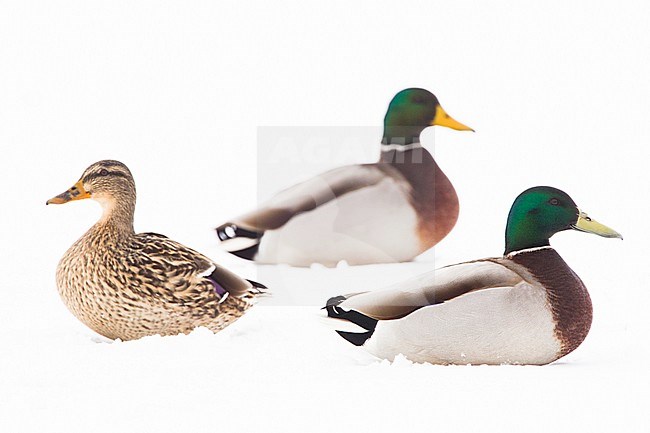 Mallard in the snow stock-image by Agami/Menno van Duijn,