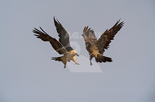 Bearded Vulture in flight, Lammergier in de vlucht stock-image by Agami/Alain Ghignone,