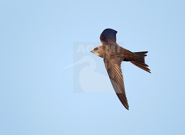 Pallid Swift (Apus pallidus) in flight in Spain. stock-image by Agami/Ran Schols,