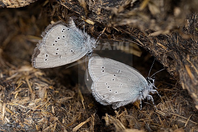  stock-image by Agami/Mathias Putze,