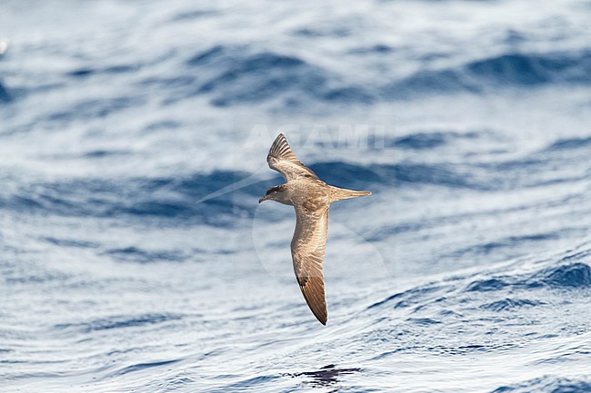 Bulwer's Petrel (Bulweria bulwerii) in flight over the ocean off Madeira. stock-image by Agami/Marc Guyt,