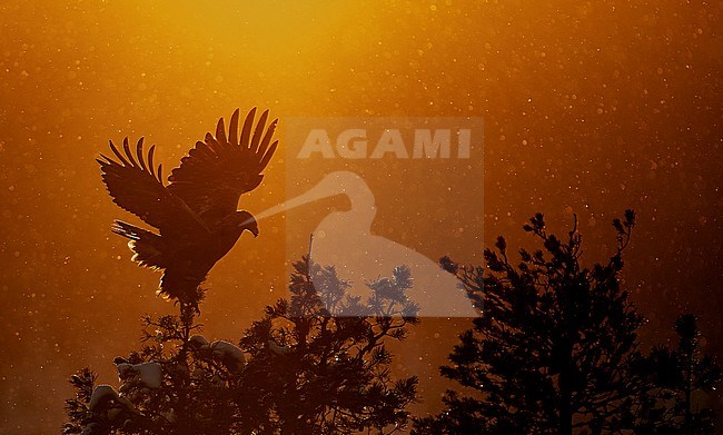 Golden Eagle (Aquila chrysaetus) wintering in taiga forest in Kuusamo, Finland. stock-image by Agami/Markus Varesvuo,