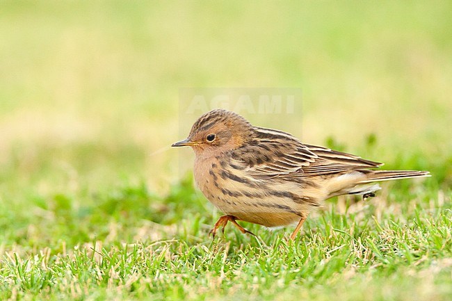 Adult Red-throated Pipit (Anthus cervinus) during spring migration in Eilat, Israel stock-image by Agami/Marc Guyt,