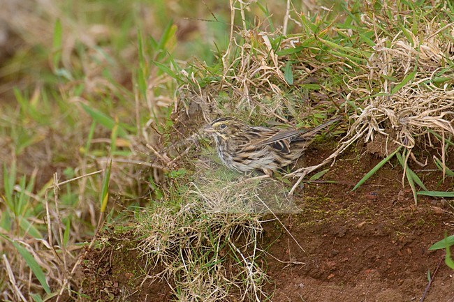 Passero delle praterie; Savannah Sparrow; Passerculus sandvichen stock-image by Agami/Daniele Occhiato,