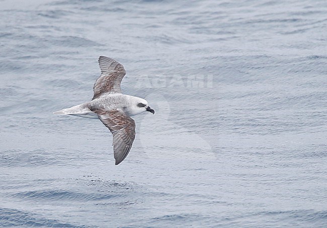White-headed petrel (Pterodroma lessonii) flying low above the southern pacific ocean near New Zealand. stock-image by Agami/Marc Guyt,
