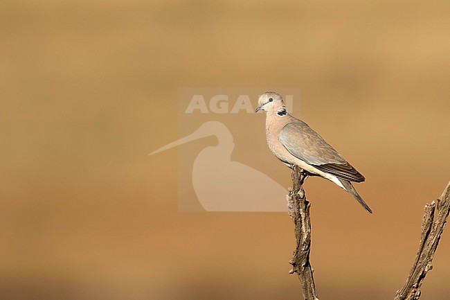 Kaapse tortelduif; Cape Turtle Dove; stock-image by Agami/Walter Soestbergen,