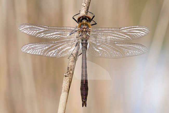 Onvolwassen Smaragdlibel; Immature Downy Emerald stock-image by Agami/Fazal Sardar,