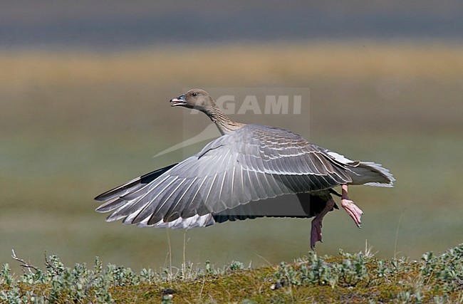Pink-footed Goose (Anser brachyrhynchus) taking off from tundra in Iceland. stock-image by Agami/Tomi Muukkonen,