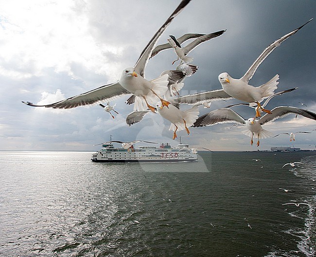 Several Lesser Black-backed Gulls (Larus fuscus) following the ferry to Wadden island Texel, Netherlands. Other ferry and Den Helder in the background. stock-image by Agami/Marc Guyt,