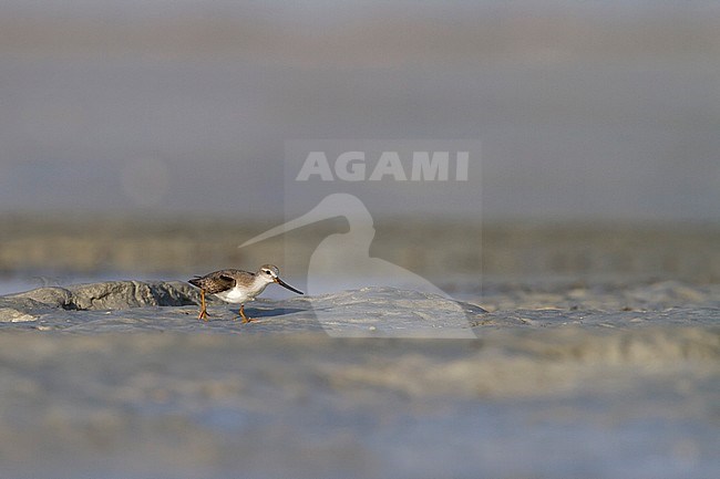 Terek Sandpiper - Terekwasserläufer - Xenus cinereus, Oman, nonbreeding stock-image by Agami/Ralph Martin,