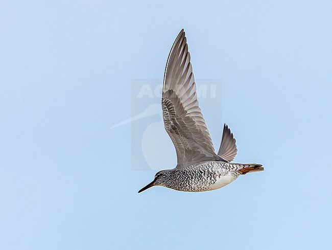 wandering tattler (Tringa incana) in flight on St Paul island, Alaska, United States. stock-image by Agami/Dani Lopez-Velasco,