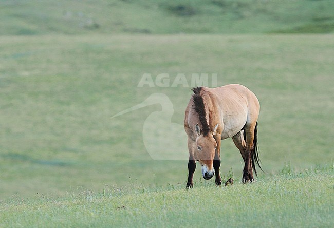 Przewalski's Horse (Equus przewalskii) in Khustain Nuruu National Park, Mongolia. Once extinct in the wild, now reintroduced. stock-image by Agami/James Eaton,
