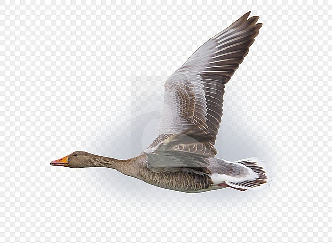 Grauwe Gans; Greylag Goose; Anser anser stock-image by Agami/Daniele Occhiato,