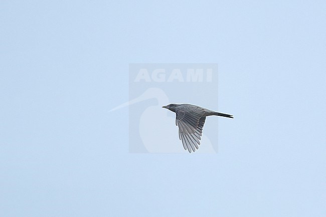 Indian Cuckooshrike (Coracina macei) in flight at Kanha National Park, India stock-image by Agami/Helge Sorensen,