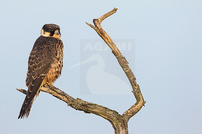 First-winter Eurasian Hobby (Falco subbuteo subbuteo), Germany (Lower Saxony). stock-image by Agami/Ralph Martin,