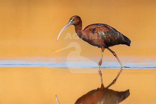 Glossy Ibis, Plegadis falcinellus, in Italy. stock-image by Agami/Daniele Occhiato,