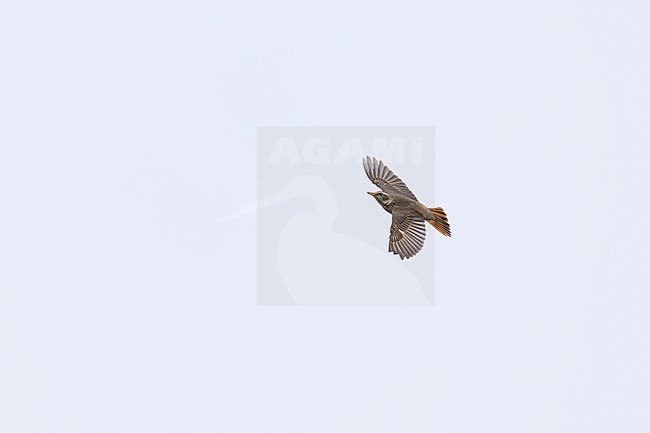 adult female or second year male naumann's thrush (turdus naumanni) in flight, found in Dornod Aimag in Mongolia stock-image by Agami/Mathias Putze,
