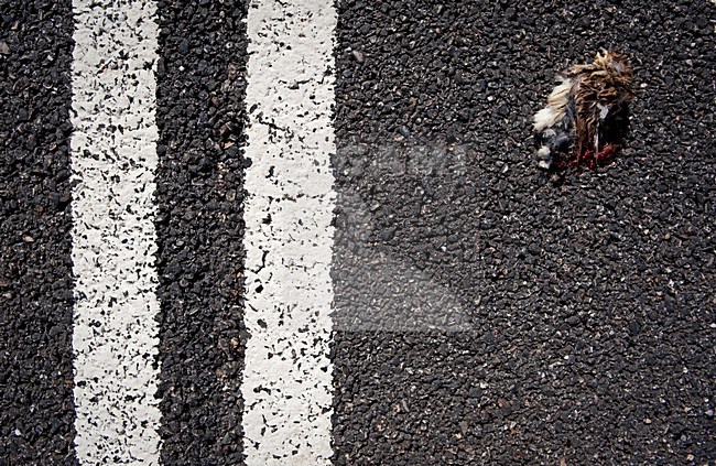 Vink doodgereden, Common Chaffinch roadkill stock-image by Agami/Marten van Dijl,