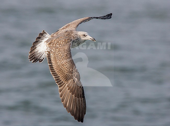 Onvolwassen Kleine Mantelmeeuw vliegend; Lesser Black-backed Gull juvenile flying stock-image by Agami/Menno van Duijn,