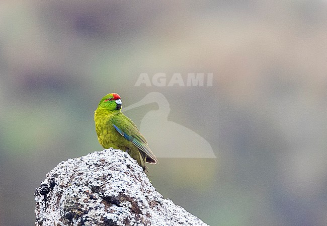 Endemic Reischek's Parakeet (Cyanoramphus hochstetteri) on Antipodes Islands, one of New Zealand’s subantarctic islands. Looking up from watchpoint on top of a rock. stock-image by Agami/Marc Guyt,