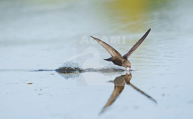 Drinking and foraging adult Common Swift (Apus apus) on a very hot weather summer day, skimming water surface by flying fast and very low with its bill wide open. Surface of the water is very smooth and calm and creating a reflection and mirror image of the bird. touching and splitting the water gives a trail of splashes and droplets stock-image by Agami/Ran Schols,