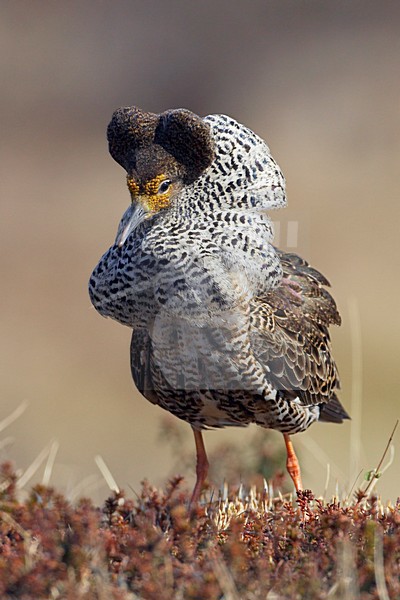 Kemphaan, Ruff, Philomachus pugnax stock-image by Agami/Jari Peltomäki,