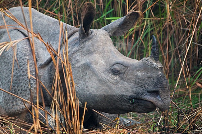 Indische Neushoorn in Kaziranga, Indian Rhinoceros at Kaziranga stock-image by Agami/Marc Guyt,