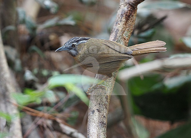 Grey-throated Babbler (Stachyris nigriceps) perched on a twig in Tak Province, Northern Thailand. stock-image by Agami/James Eaton,