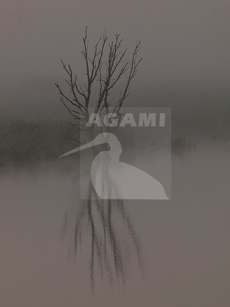 Dode Boom; Dead Tree stock-image by Agami/Walter Soestbergen,