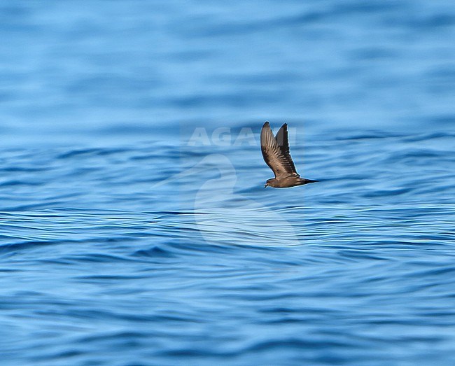 Least Storm Petrel (Hydrobates microsoma) off west coast of Mexico. stock-image by Agami/Dani Lopez-Velasco,