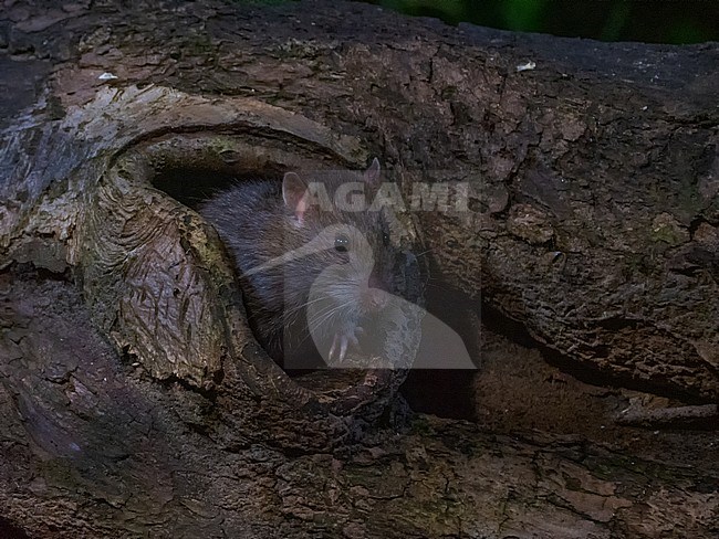 Field, Mouse; Microtus arvalis coming out of a little hole in a dead tree. Picture taken at night. stock-image by Agami/Hans Germeraad,