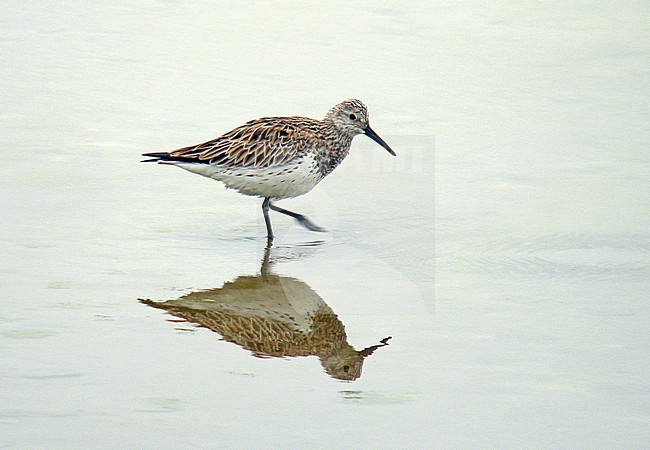 Great Knot (Calidris tenuirostris) standing on a mud flat on Taiwan during spring migration time. stock-image by Agami/Pete Morris,