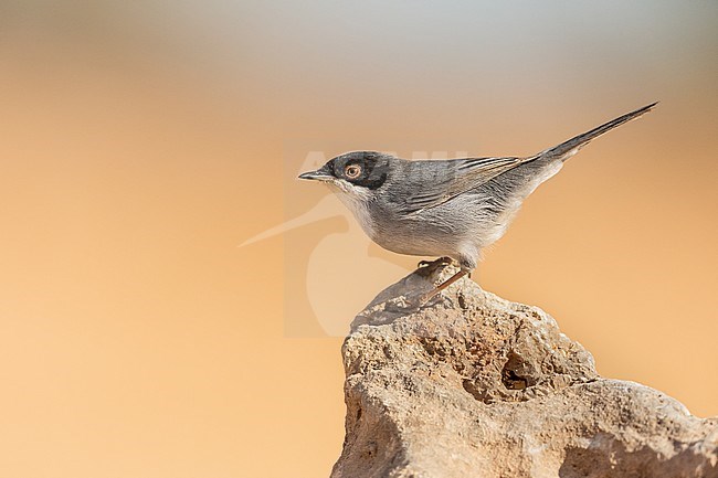 Sardinian Warbler in allert position in a quarry with nice orange collors stock-image by Agami/Onno Wildschut,