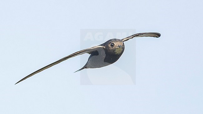 Common Swift (Apus apus) in flight, on migration, frontal view. stock-image by Agami/Lennart Verheuvel,