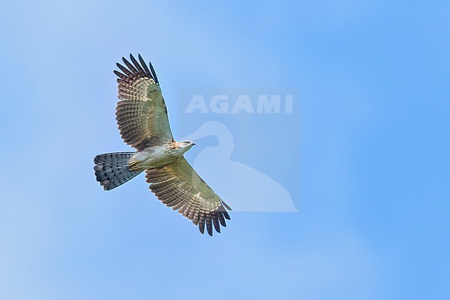 Philippine Honey-buzzard (Pernis steerei) Soaring above the forest in the Philippines stock-image by Agami/Dubi Shapiro,