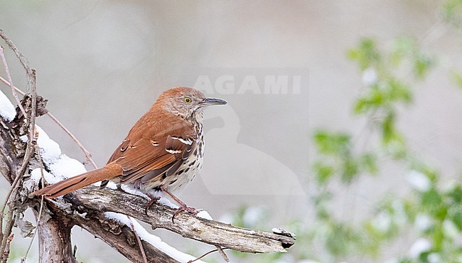 Wintering Brown Thrasher, Toxostoma rufum, in North America. Perched on a branch. stock-image by Agami/Ian Davies,