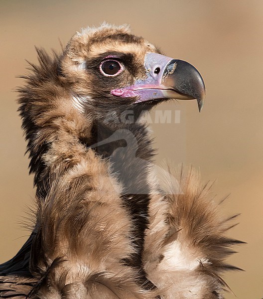  stock-image by Agami/Marc Guyt,