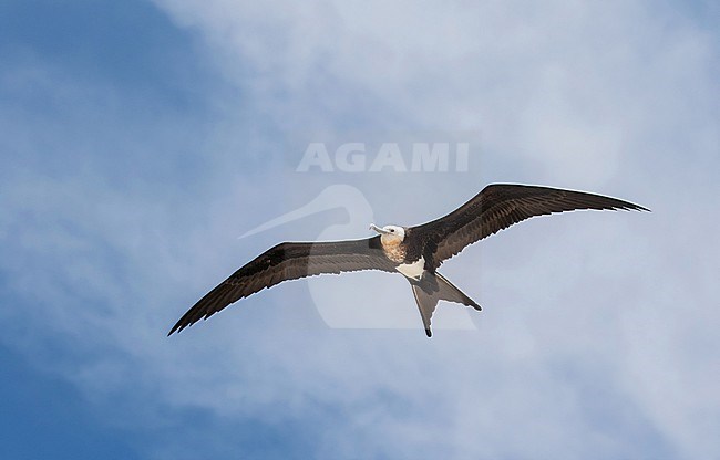 Immature Great Frigatebird, Fregata minor. Photographed during a Pitcairn Henderson and The Tuamotus expedition cruise. stock-image by Agami/Pete Morris,