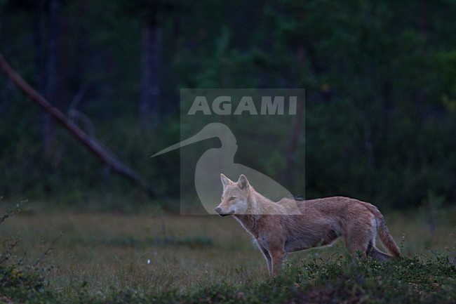 Mannetje Europese Wolf, Male European Wolf stock-image by Agami/Menno van Duijn,