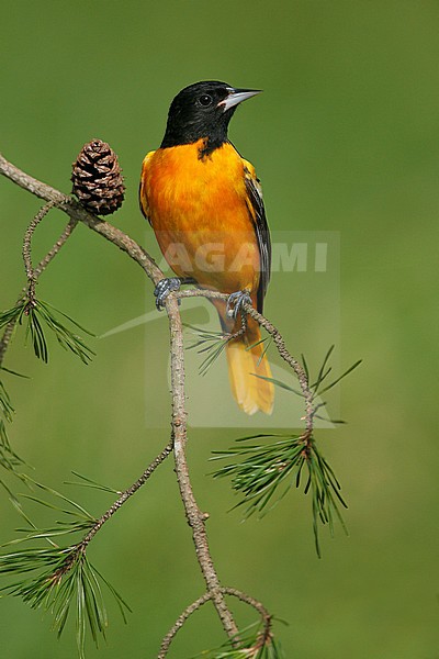 Adult male
Galveston Co., TX
April 2007 stock-image by Agami/Brian E Small,