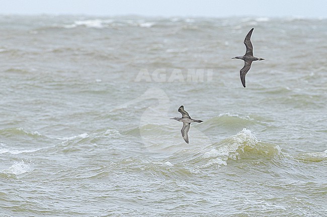  stock-image by Agami/Menno van Duijn,