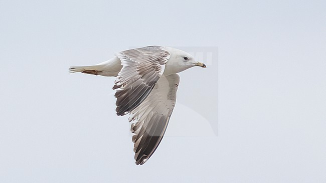 2nd cycle Russian Common Gull (Larus canus heinei) flying over the shore of Shirvan NP, Azerbijan. stock-image by Agami/Vincent Legrand,