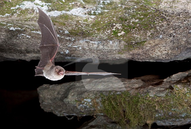 Schreibers vleermuis vliegend, Schreibers' bat flying, stock-image by Agami/Theo Douma,