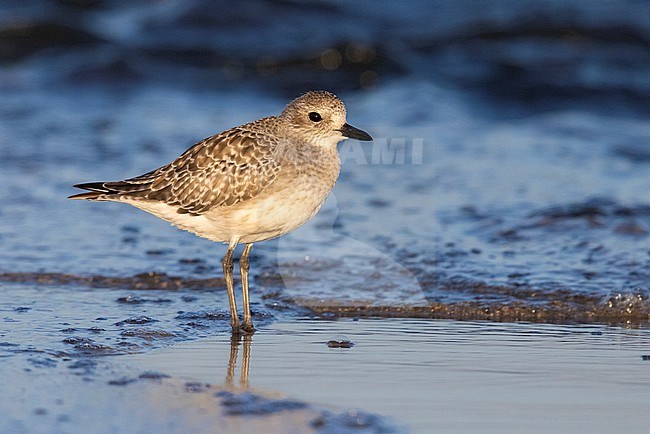 Grey Plover (Pluvialis squatarola), side view of an adult in winter plumage standing in the water, Campania, Italy stock-image by Agami/Saverio Gatto,